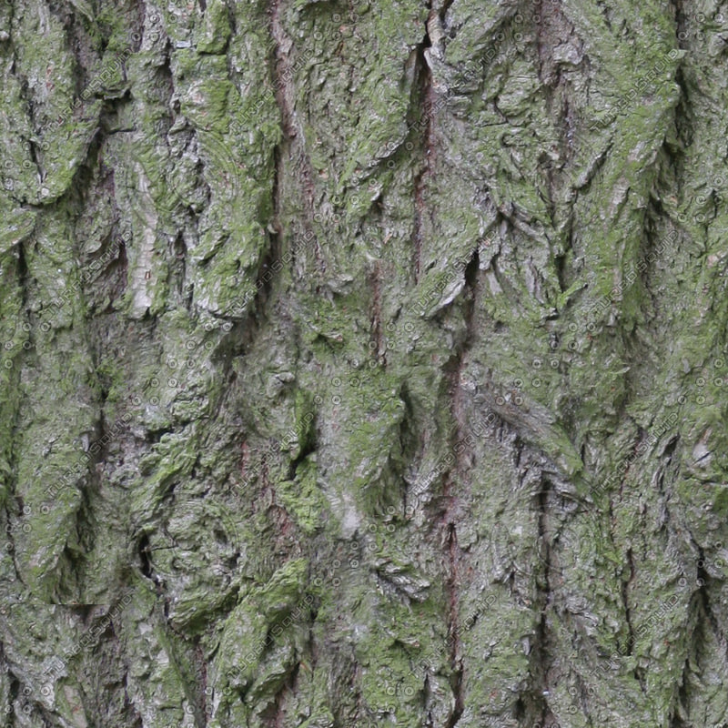 Texture JPEG tree bark green