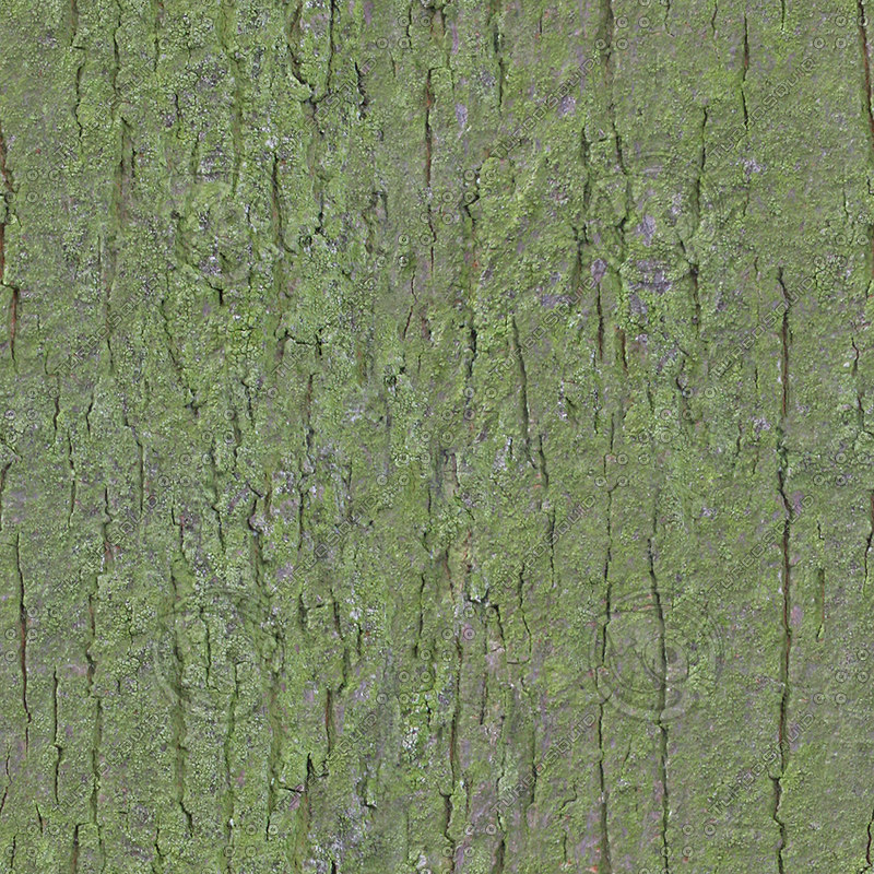 Texture JPEG tree bark green