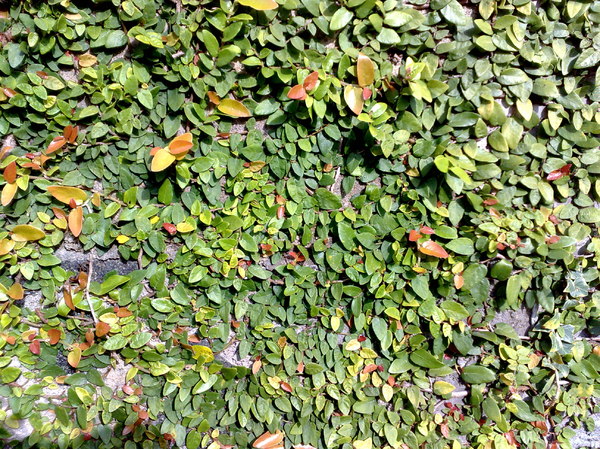 Texture JPEG GREEN CRAWLER 3