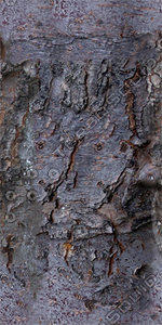 Bark_38