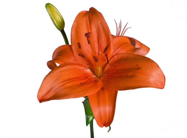 Stock Photoshop drux flowers orange