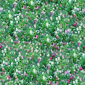 Flower Meadow Seamless Pattern.jpg