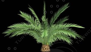 Phoenix Canariensis F