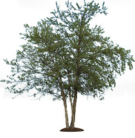 River Birch 01