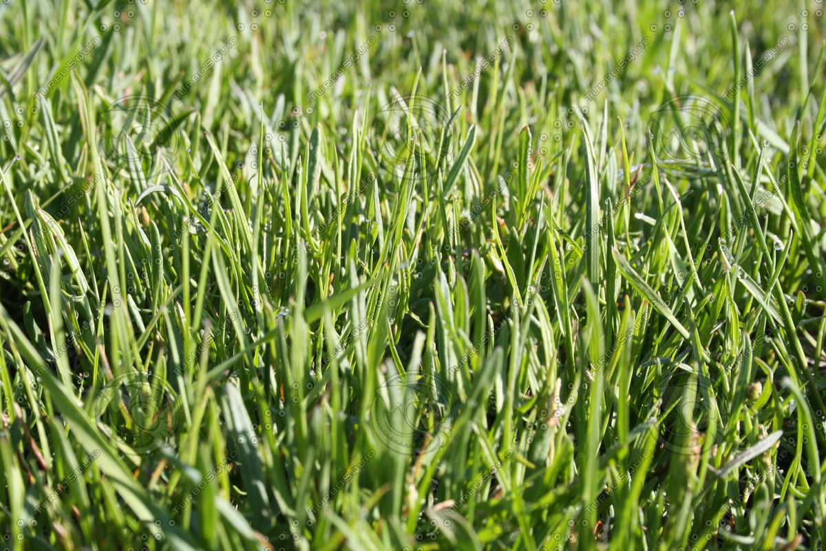  https://static.turbosquid.com/Preview/2014/08/01__18_04_10/SPX_Grass001.jpgc38f94a2-9631-45aa-8cbd-cd40ad8571d2Original.jpg