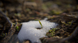 Snow Grass