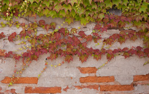 Brick wall with ivy