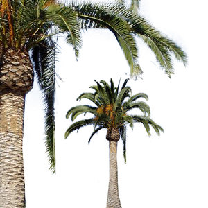 Canary Island Date Palm