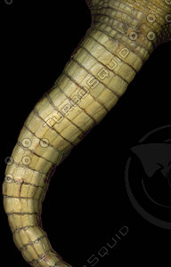 crocodile_01.jpg