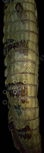 crocodile_10.jpg