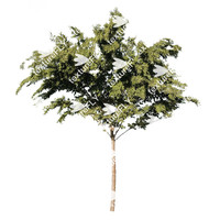 Texture TIFF indian rosewood tree