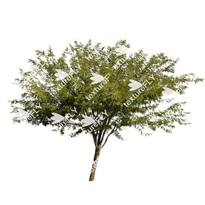 Chilean Mesquite Tree 4