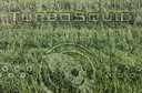 High green grass