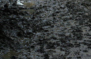 Mud swamp