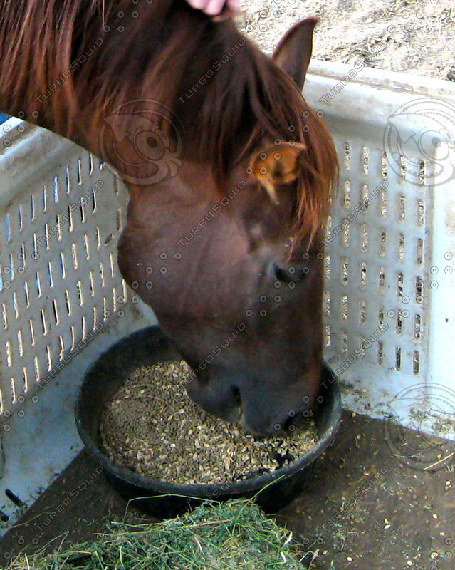 Stock JPEG horse eating grain