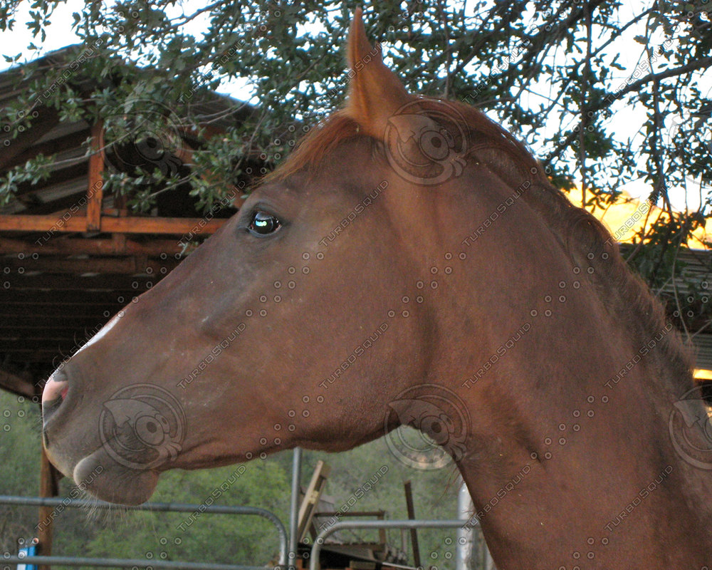 Stock JPEG Horse Head Close stock-jpeg-horse-head-close