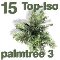 Top Views - palm 3
