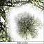 Texture Photoshop top view tree