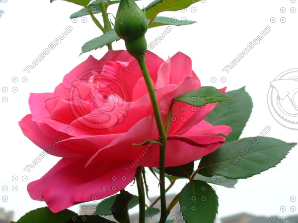 Texture JPEG rose red Chinese
