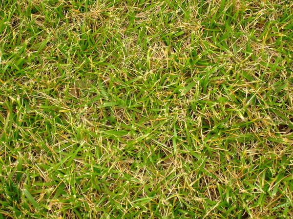 Texture JPEG lawn ground green