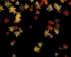 Autumn Leaf - animback