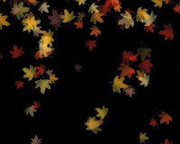Autumn Leaf - animback
