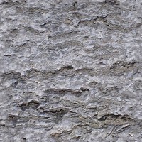 Bark Texture