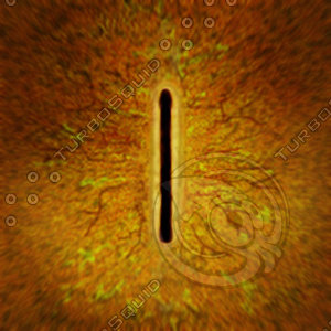 Dino_Rounded_Slit_Style_Eye_ORANGE_JPEG.jpg