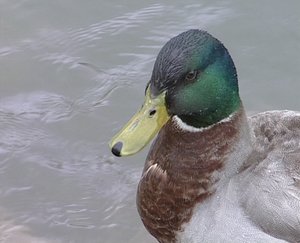 Duck 01