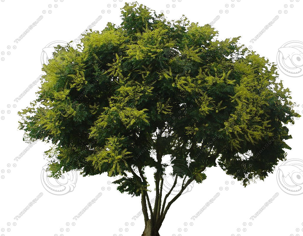 Small Raintree Texture JPEG golden rain tree