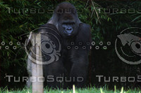 Gorilla