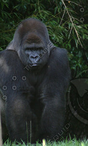 Gorilla