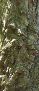 Knobby Willow Trunk 01.jpg