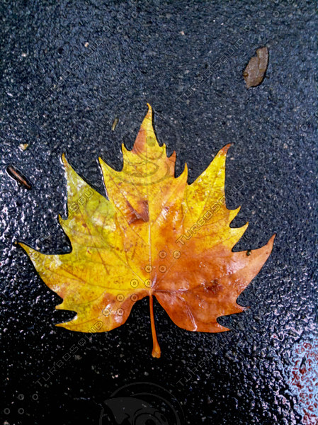 Stock JPEG leaf nature asphalt