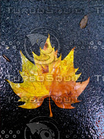 Leaf - hi-res.jpg