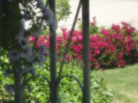 flowers_01
