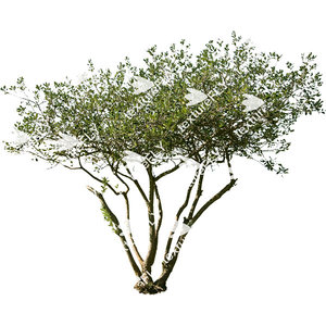 Fruitless Olive Tree 2