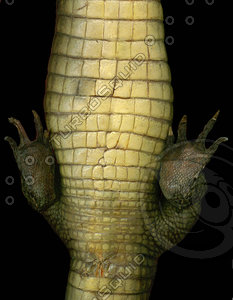 crocodile_02.jpg
