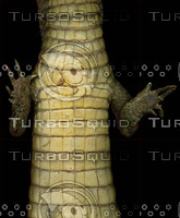 crocodile_03.jpg