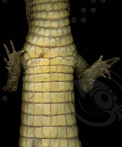 crocodile_03.jpg