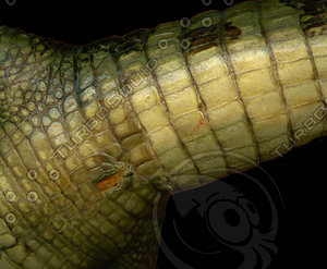 crocodile_05.jpg