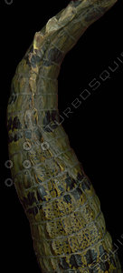 crocodile_06.jpg