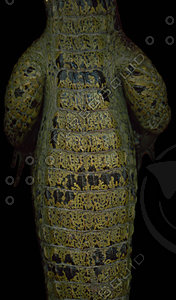 crocodile_07.jpg