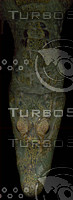 crocodile_08.jpg