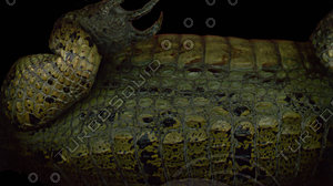 crocodile_09.jpg