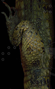 crocodile_12.jpg