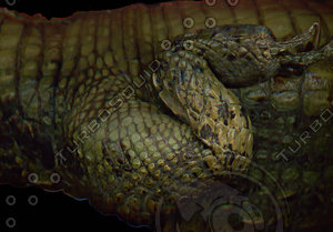 crocodile_14.jpg