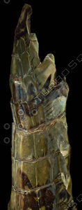 crocodile_15.jpg