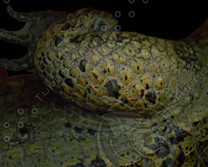 crocodile_16.jpg
