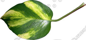 Devils Ivy Leaf 01.psd